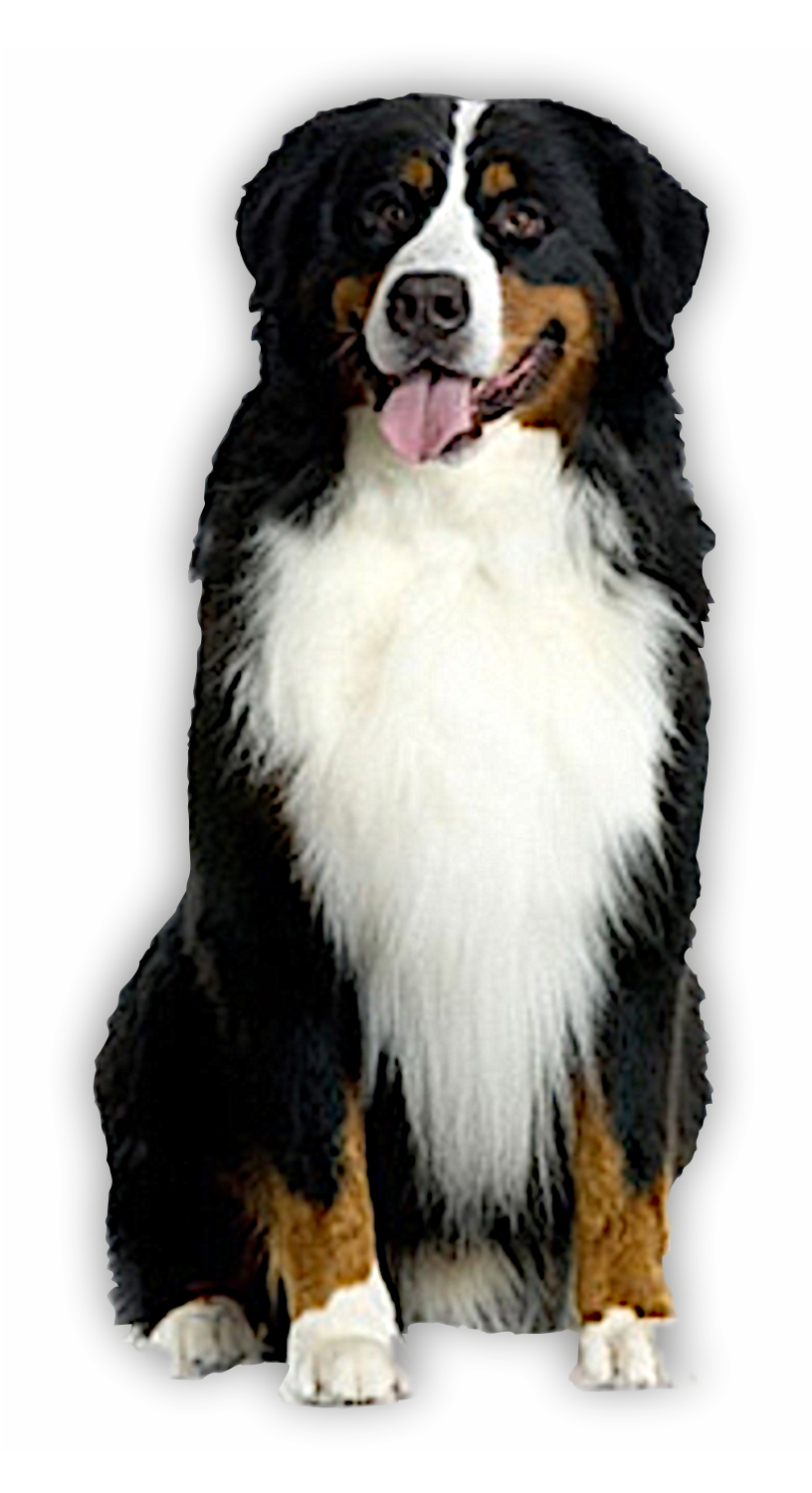 Autoaufkleber Hunde - Berner Sennenhund ganz, sitzt