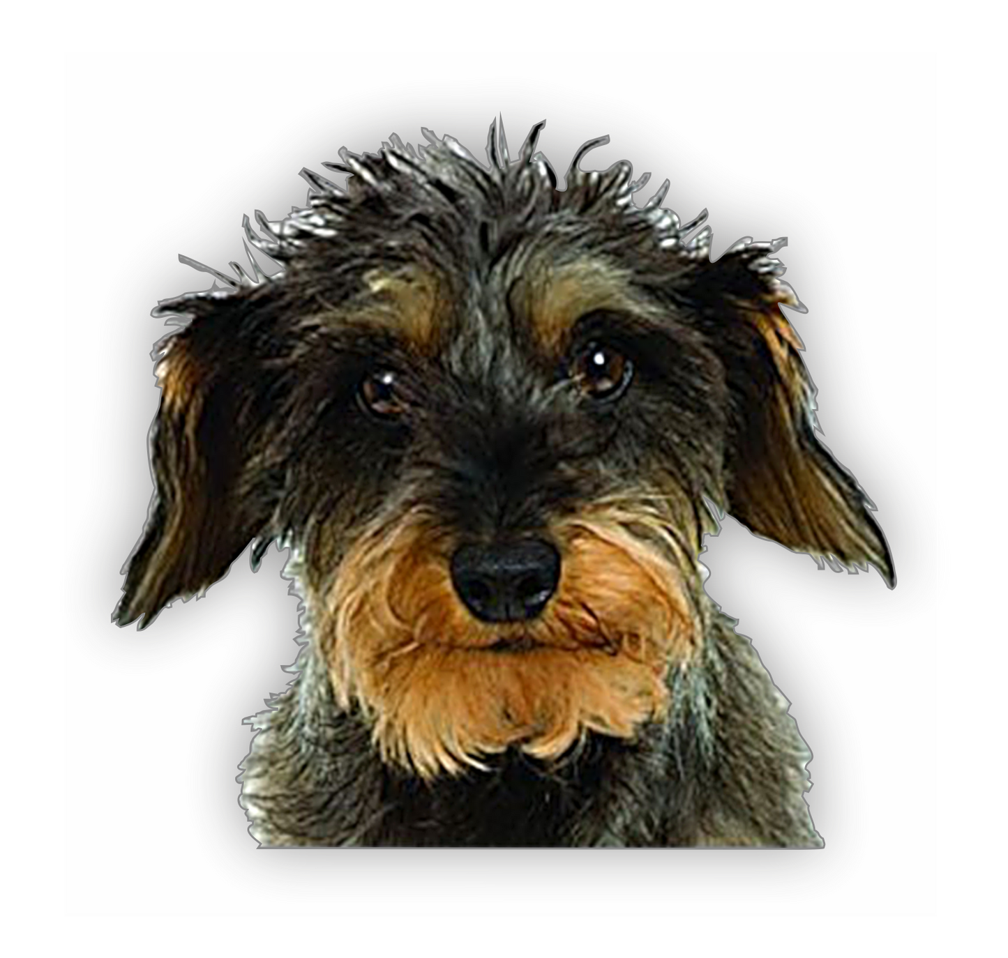 Autoaufkleber Hunde - Rauhaardackel Kopf, Portrait