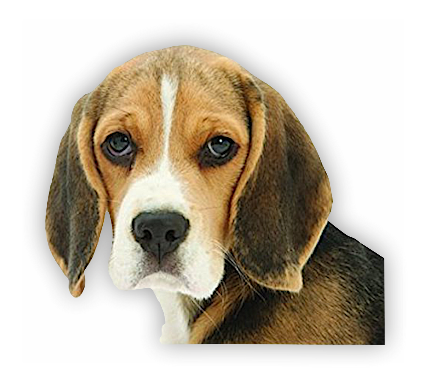 Autoaufkleber Hunde - Beagle Kopf, Portrait