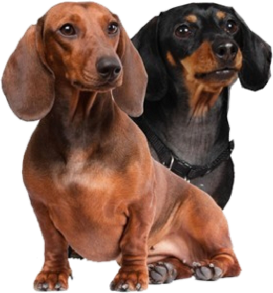 Autoaufkleber - Wunschtext - ON BOARD - zwei Dackel