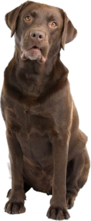 Autoaufkleber - Wunschtext - ON BOARD - Labrador Braun