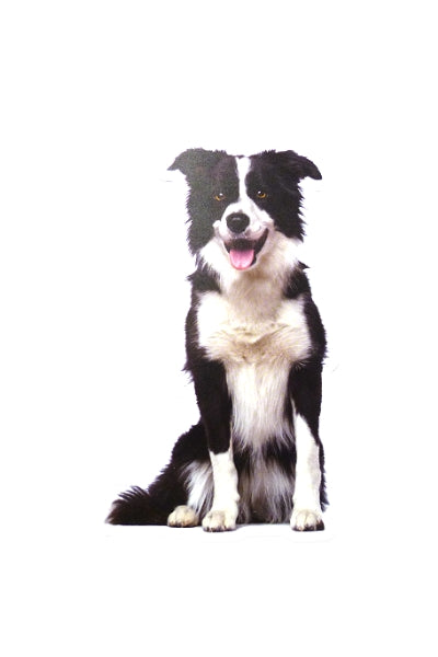 Autoaufkleber Hunde - Border Collie, schwarz-weiß, sitzt