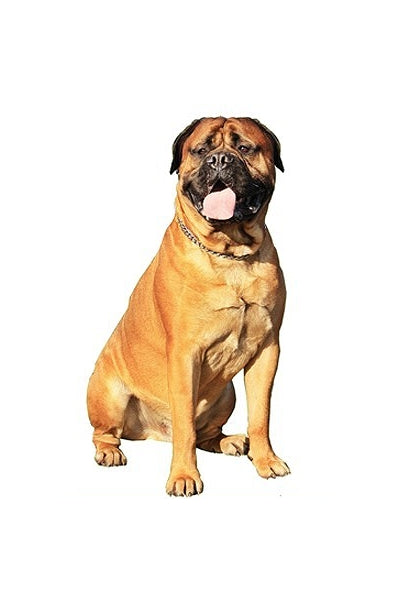 Autoaufkleber Hunde - englischer Mastiff, sitzt