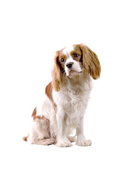 Autoaufkleber - Wunschtext - ON BOARD - Cavalier King Charles Spaniel