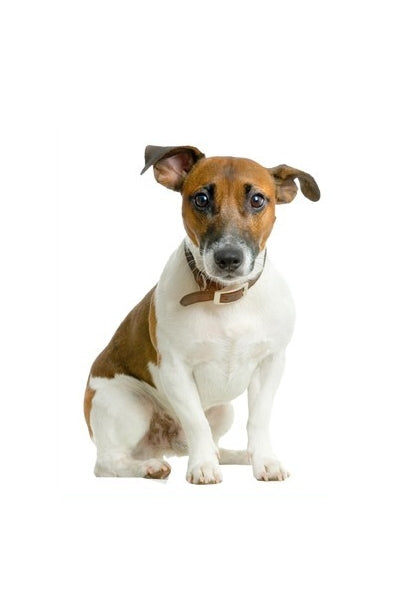 Autoaufkleber Hunde - Jack Russell Terrier, sitzt