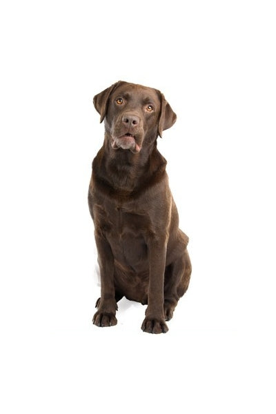 Autoaufkleber Hunde - Labrador Retriever, braun, sitzt