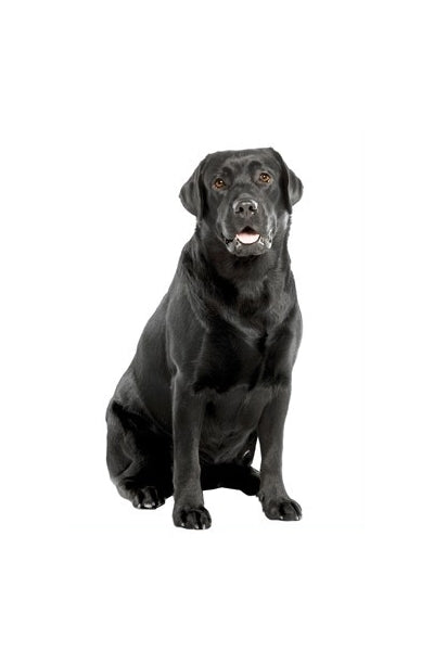 Autoaufkleber Hunde - Labrador Retriever, schwarz, sitzt