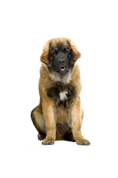 Autoaufkleber Hunde - Neufundländer, braun, sitzt