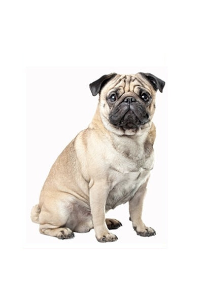 Autoaufkleber Hunde - Mops, beige, sitzt