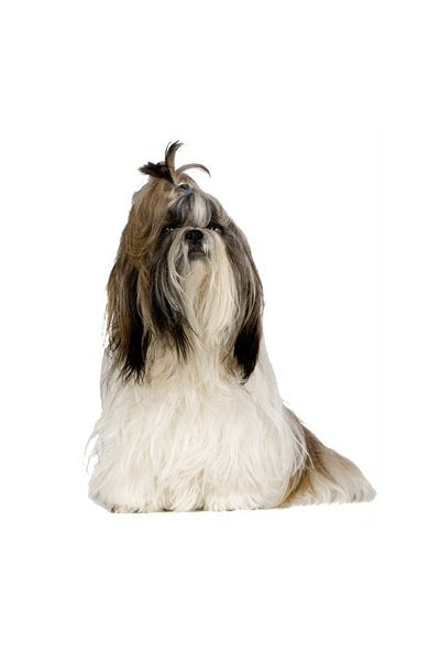 Autoaufkleber Hunde - Shih Tzu, sitzt