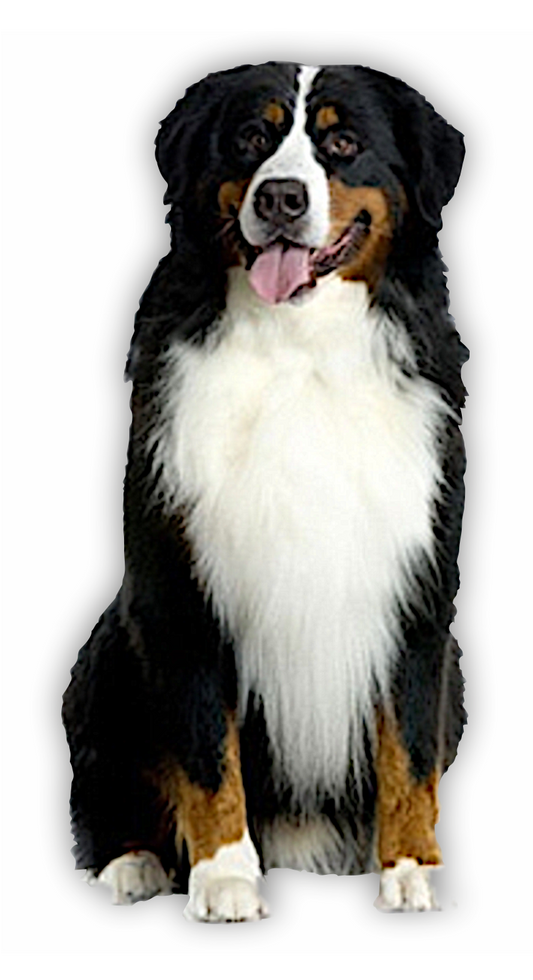 Autoaufkleber Hunde - Berner Sennenhund ganz, sitzt