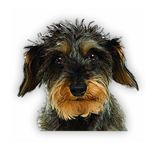 Autoaufkleber Hunde - Rauhaardackel Kopf, Portrait