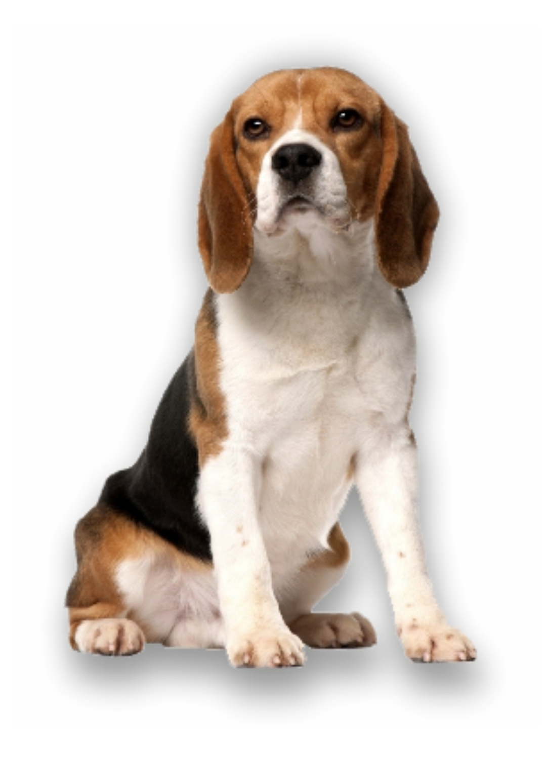 Autoaufkleber Hunde - Beagle ganz, sitzt