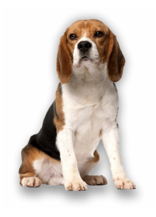 Autoaufkleber Hunde - Beagle ganz, sitzt