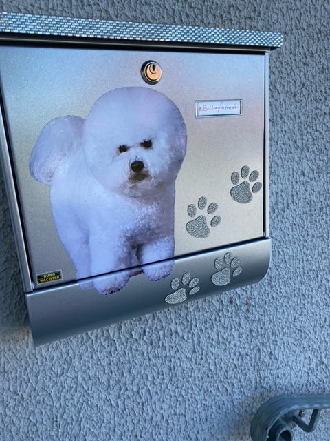 Autoaufkleber Hunde - Bichon à poil frisé