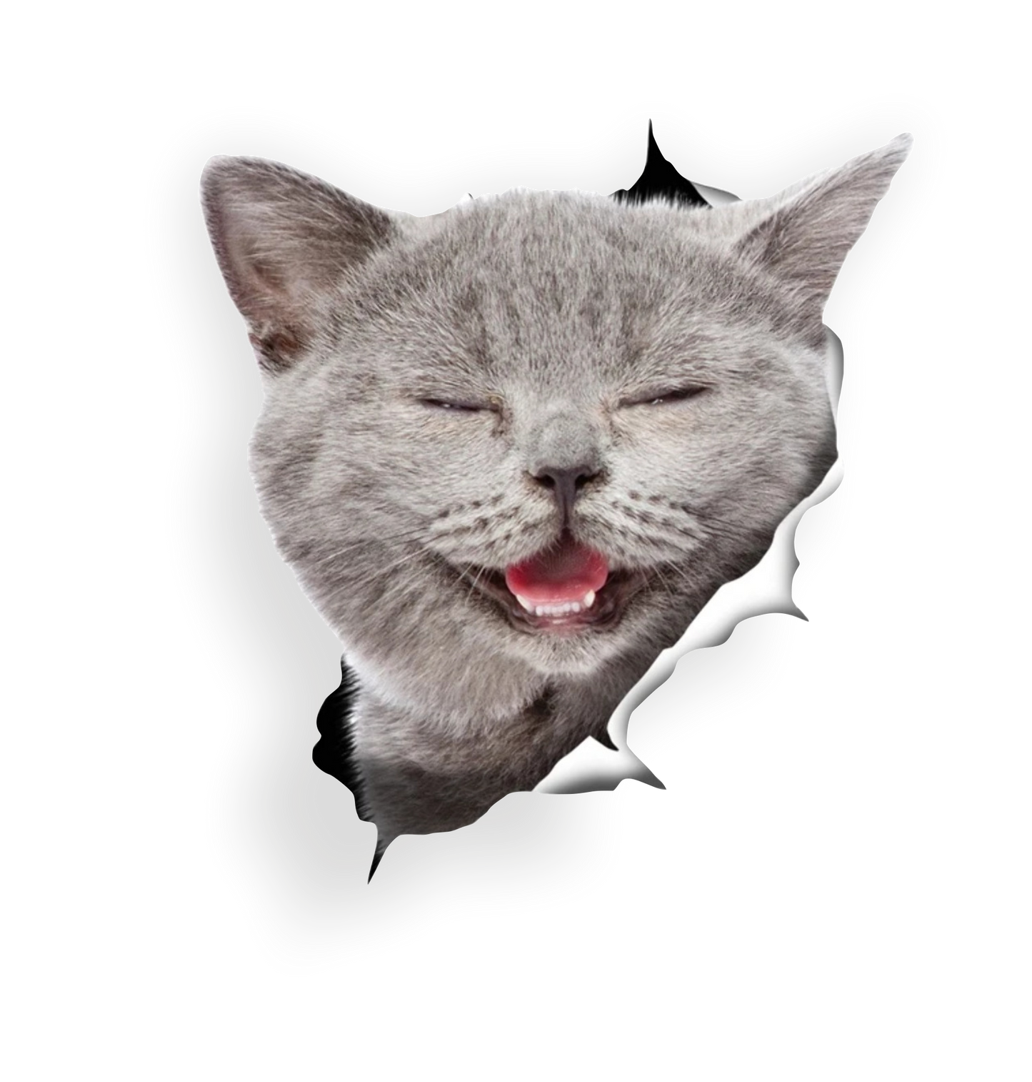 Autoaufkleber Tier - Katze grau - Protrait - Kitten, 3D Effekt