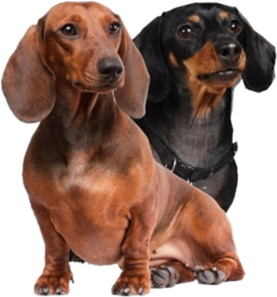 Autoaufkleber - Wunschtext - ON BOARD - zwei Dackel