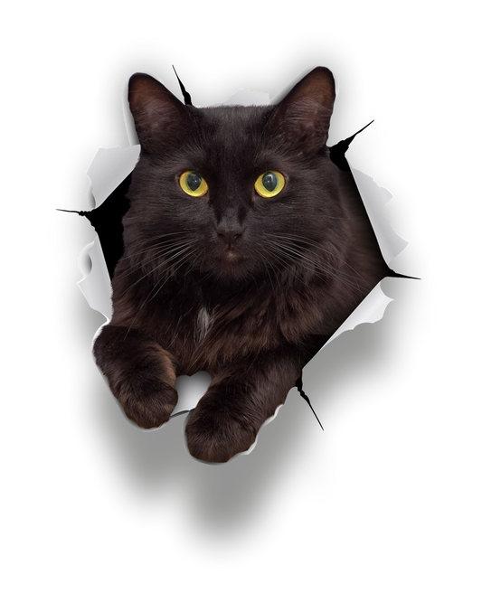 Autoaufkleber Tier - Katze schwarz - Kitten, 3D Effekt