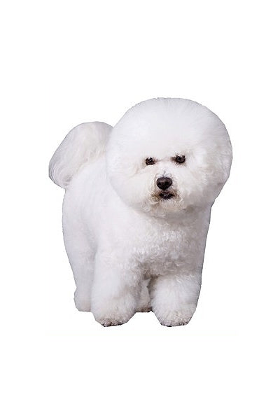 Autoaufkleber Hunde - Bichon à poil frisé
