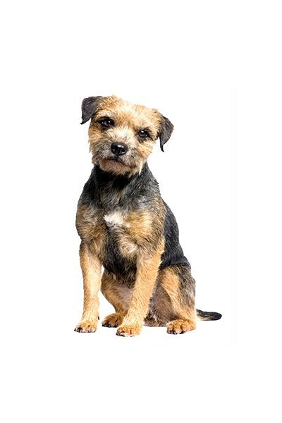 Autoaufkleber Hunde - Terrier sitzt