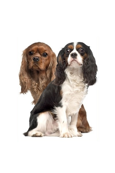 Autoaufkleber Hunde - zwei Cavalier King Charles Spaniel Hunde, sitzen