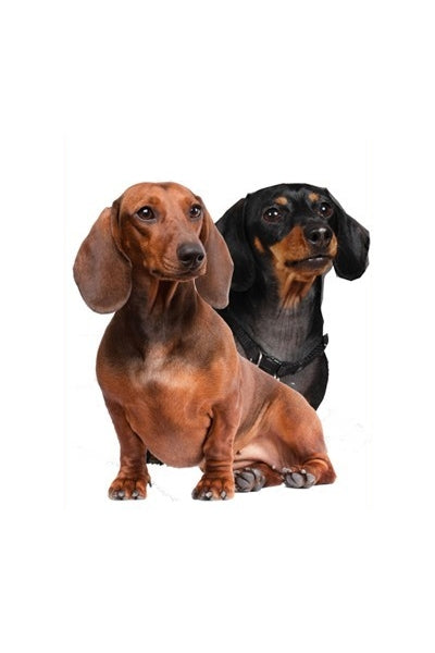 Autoaufkleber Hunde - zwei Dackel, sitzen