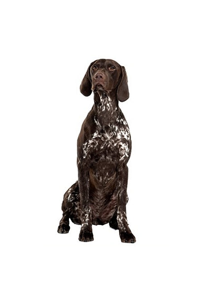 Autoaufkleber Hunde - Münsterländer, sitzt