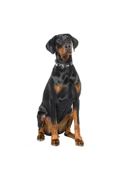 Autoaufkleber Hunde - Doberman, sitzt