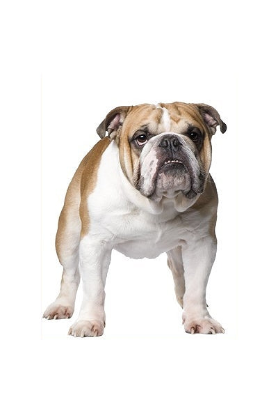 Autoaufkleber Hunde - American Bulldog, steht