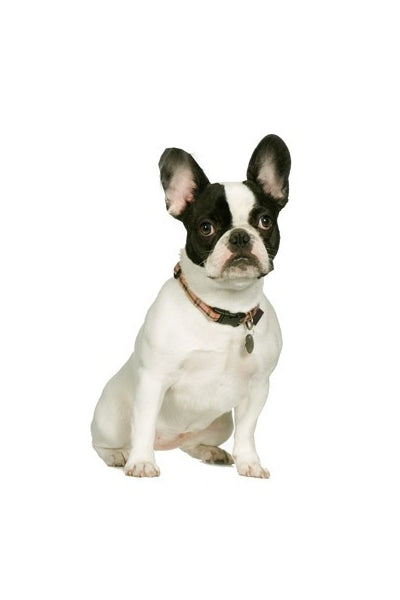 Autoaufkleber Hunde - Französische Bulldogge, sitzt