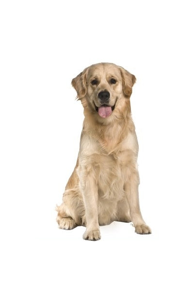 Autoaufkleber Hunde - Golden Retriever, blond, sitzt