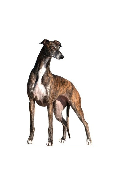 Autoaufkleber Hunde -  Windhund, steht