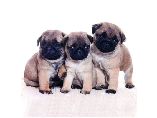 Autoaufkleber Hunde - drei Kangal Welpen, beige, sitzen