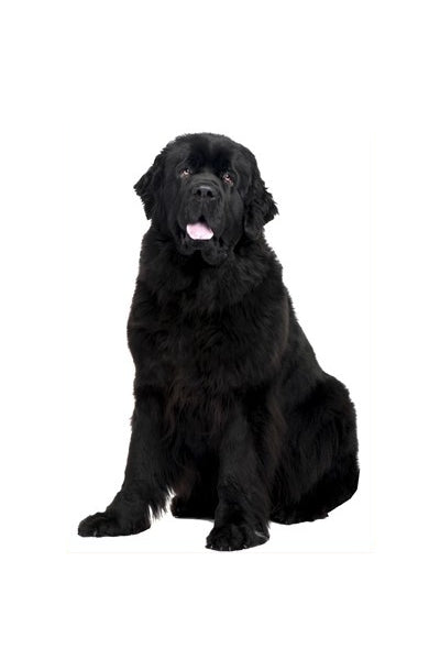 Autoaufkleber Hunde - Neufundländer, schwarz, sitzt