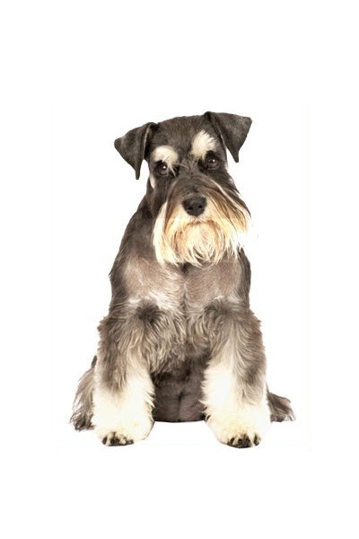 Autoaufkleber Hunde - Schnauzer, sitzt