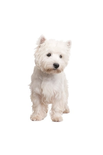 Autoaufkleber Hunde -  Cairn Terrier, weiß, steht